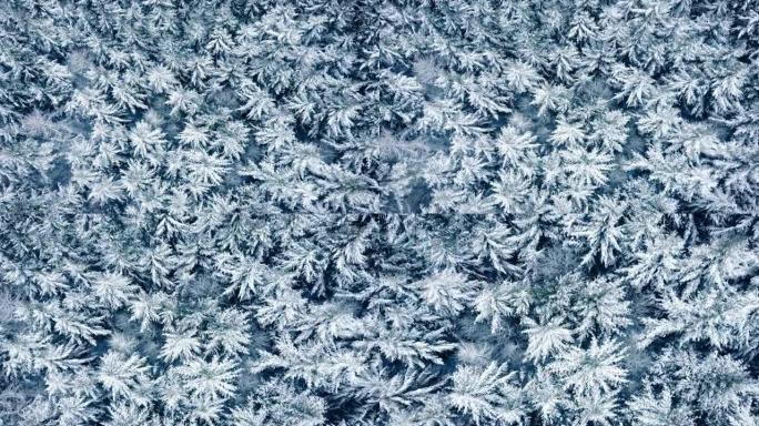 积雪覆盖的树木在风中移动