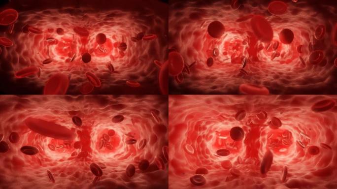 红细胞在动脉中流动。3d视频