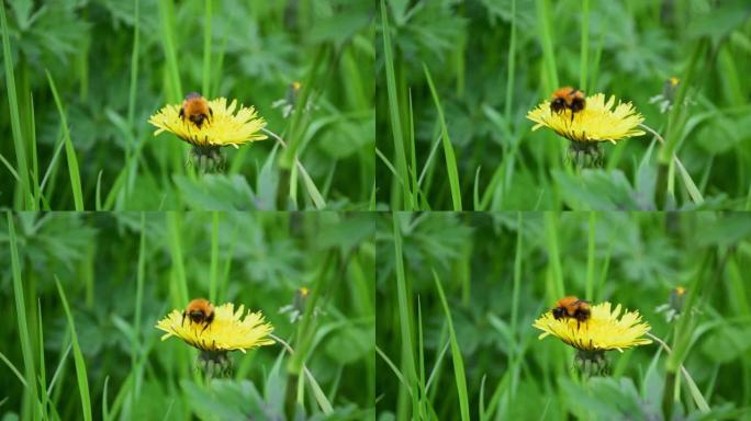 蒲公英上的大黄蜂以花蜜为食，收集花粉并飞走。