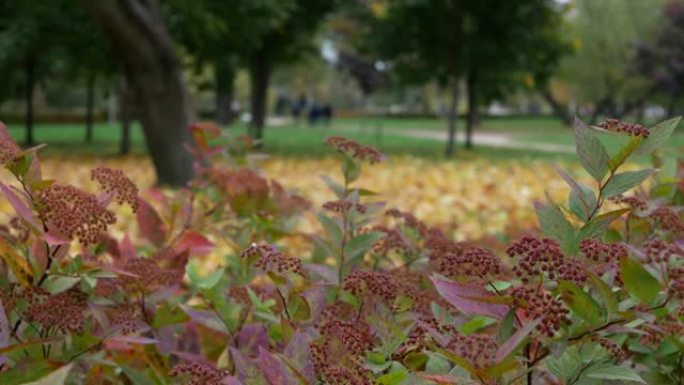 金色的秋天-树上的五颜六色的叶子，秋天的颜色和光线的万花筒。