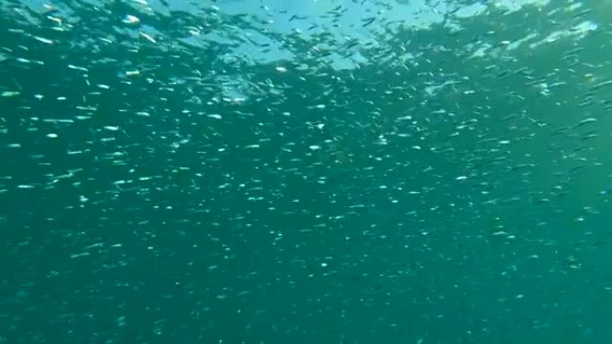 蓝色的浅滩，精致的圆形鲱鱼或蓝背的浅滩 (Spratelloides delicatulus)。大量