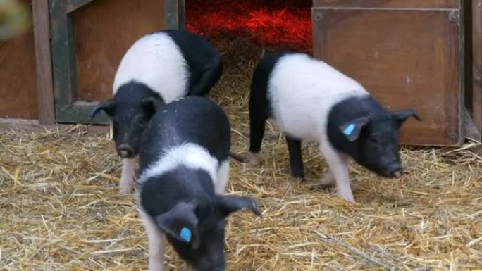 三只有趣的黑白猪在农村院子里的婴儿床附近散步玩耍