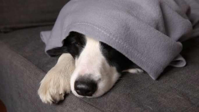 有趣的小狗边境牧羊犬躺在室内格子下面的沙发上。在寒冷的秋冬季，家里的小宠物狗躲在毯子下保暖。宠物动物