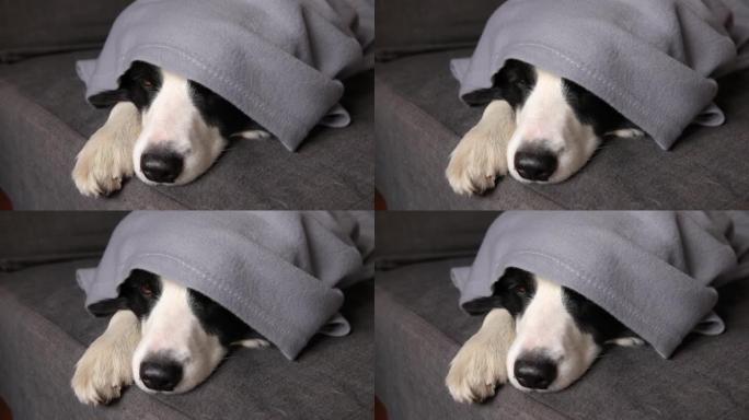 有趣的小狗边境牧羊犬躺在室内格子下面的沙发上。在寒冷的秋冬季，家里的小宠物狗躲在毯子下保暖。宠物动物
