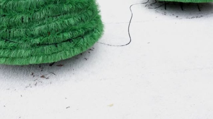 白色毛皮地毯上的绿色圣诞树。从下到上倾斜镜头。有三棵树。
