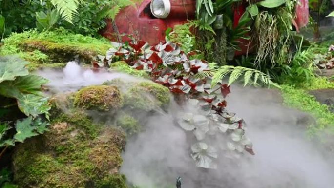 热带雨林植物和苔藓，在观赏花园中人工起雾