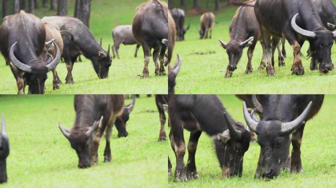 一大群野生水牛。母亲和可爱的新生婴儿。