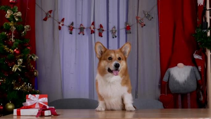 威尔士柯基犬彭布罗克 (Pembroke) 站在后腿上，将前腿靠在摆放圣诞节礼物的桌子上。为新年装饰