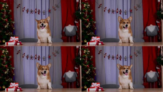 威尔士柯基犬彭布罗克 (Pembroke) 站在后腿上，将前腿靠在摆放圣诞节礼物的桌子上。为新年装饰