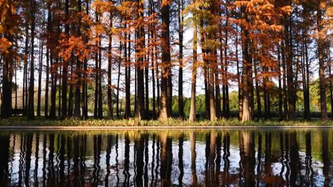 水边黎明红杉在晴朗的秋日倒映在水中，4k镜头慢动作效果。