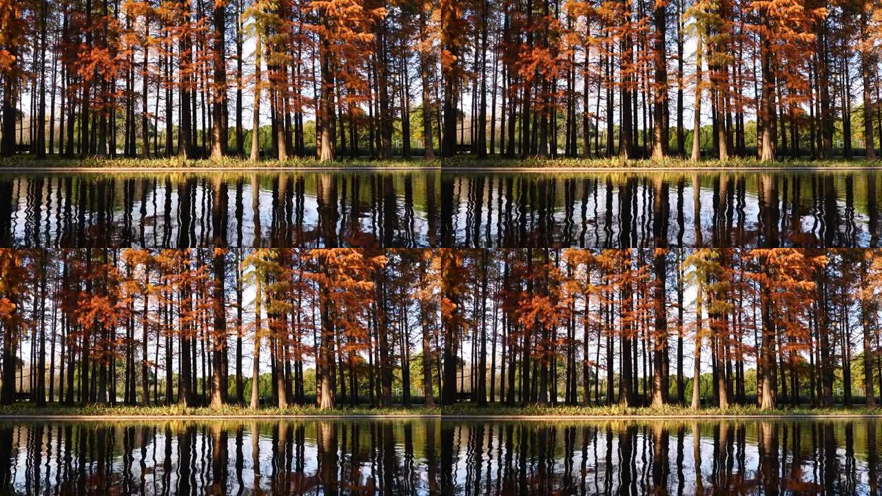 水边黎明红杉在晴朗的秋日倒映在水中，4k镜头慢动作效果。