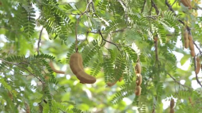 农业花园树上的罗望子果实。