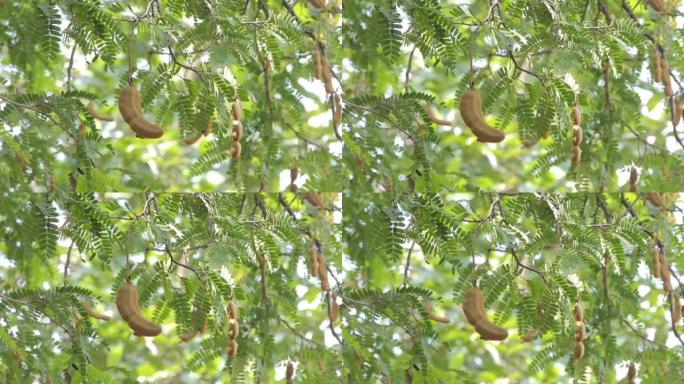 农业花园树上的罗望子果实。