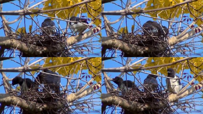 鸟幼犬在黄花树上的巢中尝试翅膀。