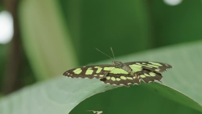 Siproeta stelenes蝴蝶打开和关闭翅膀的惊人特写
