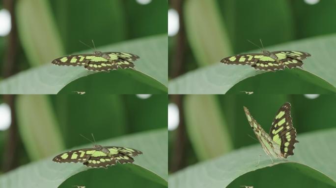 Siproeta stelenes蝴蝶打开和关闭翅膀的惊人特写