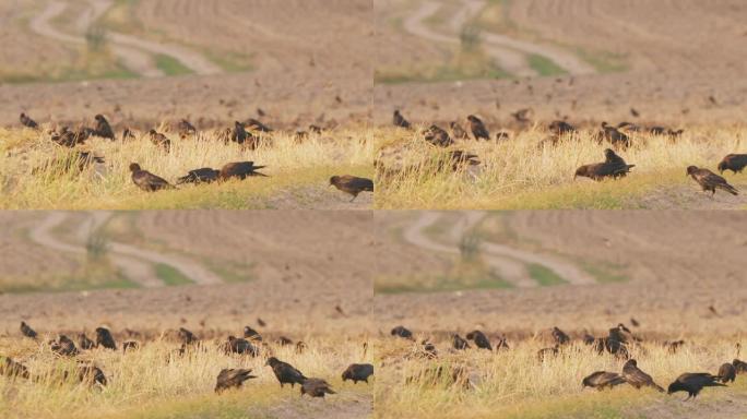 4k Corvus corax鸟或野外觅食的普通乌鸦