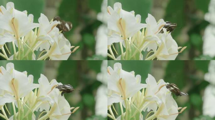 蓝月蝴蝶飞入框架并降落在大白花上的特写镜头