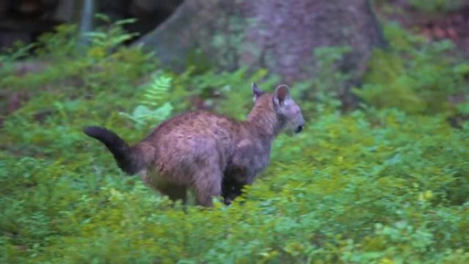 狩猎时在美国森林中的年轻美洲狮 (Puma concolor)。小野兽在森林里跑得很快。慢动作。