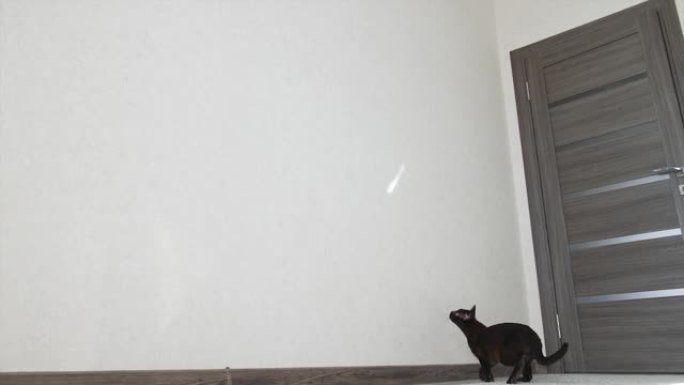 迷人的黑暗猫试图捕捉光线。有趣的小猫在墙上跳。