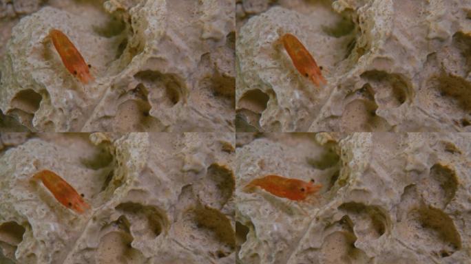 水中石头上的橙色虾