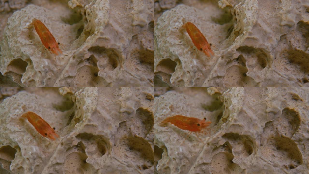 水中石头上的橙色虾