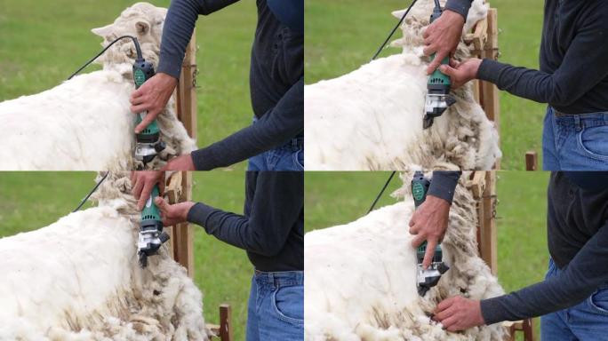 夏季传统剪羊毛。农民用电动剪剪白羊。获得生态羊毛的农业过程。