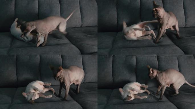 两只斯亨克斯猫在沙发上玩耍