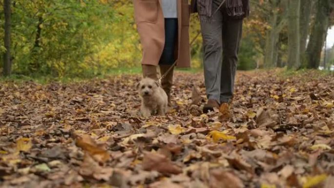 夫妇和狗走过秋叶
