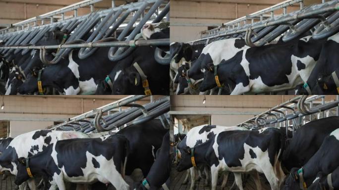 奶牛场，一群美丽的黑白母牛，耳朵上有数字项圈和繁殖标签，在自动化过程中离开挤奶区