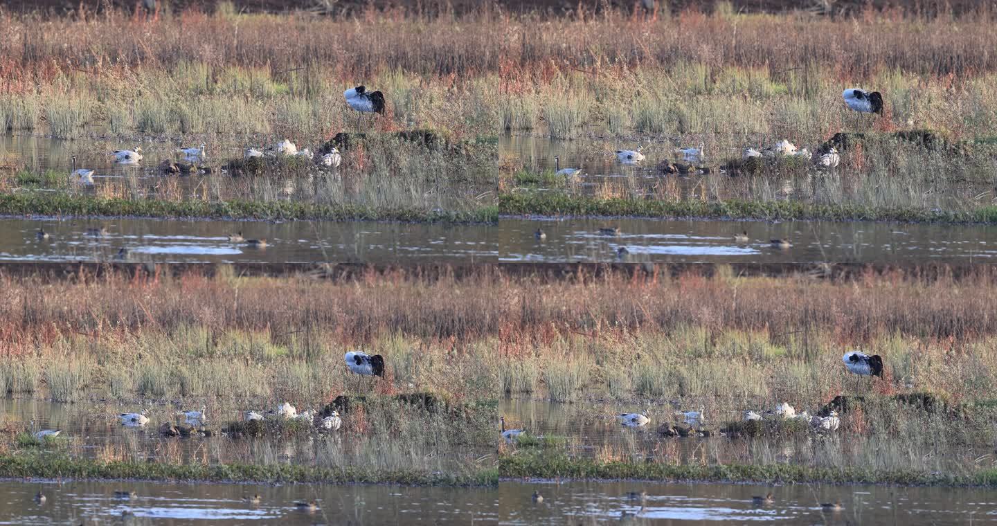 黑颈鹤在湿地梳理羽毛