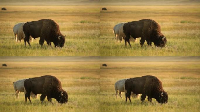 日落时的北美野牛。科罗拉多草原野生动物。
