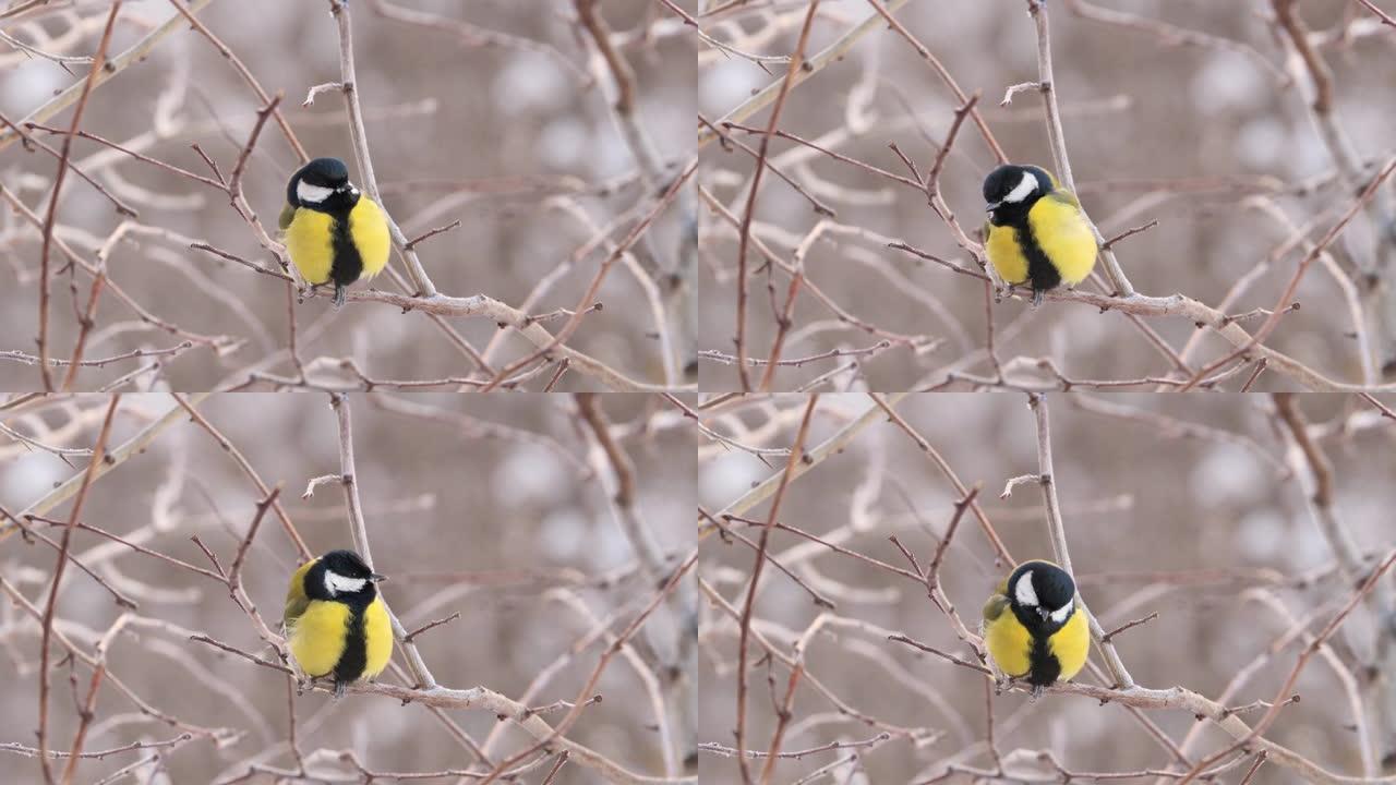 冬黄鸟坐在树枝上。小山雀和霜冻