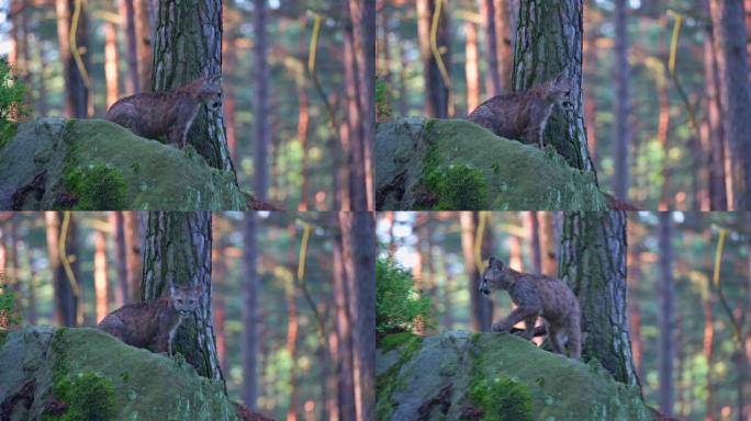 早晨日出时，年轻的美洲狮 (Puma concolor) 美丽而危险地在北美森林的岩石之间穿过树林。