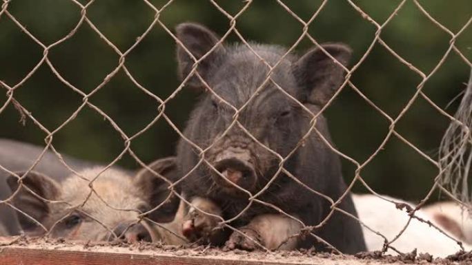 家庭一只小黑猪在农场的围栏里嗅着空气。养猪是饲养和饲养家猪。它是畜牧业的一个分支。猪主要作为食物饲养