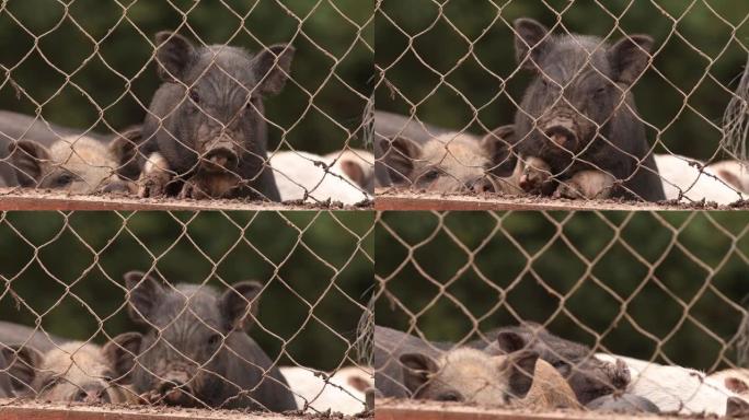 家庭一只小黑猪在农场的围栏里嗅着空气。养猪是饲养和饲养家猪。它是畜牧业的一个分支。猪主要作为食物饲养