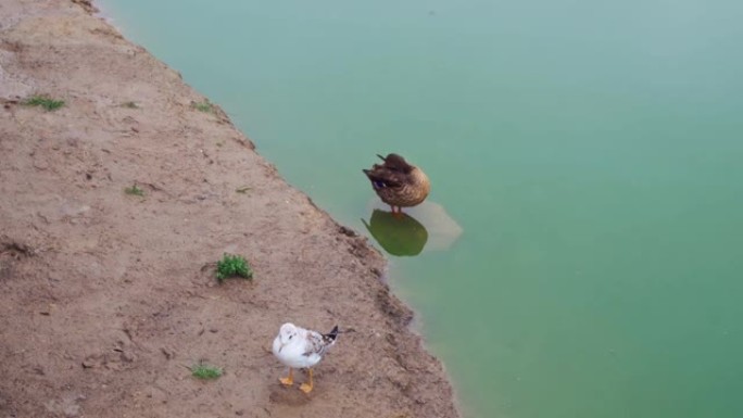 一只海鸥和一只鸭子在池塘岸边刷羽毛，一只水禽在绿色水边的泥里。水禽，鸭子和海鸥在城市池塘或野外的生活