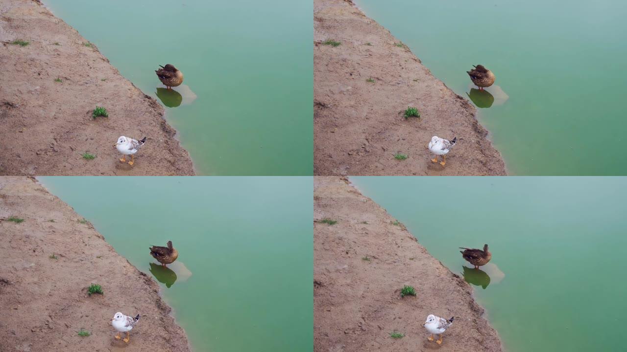 一只海鸥和一只鸭子在池塘岸边刷羽毛，一只水禽在绿色水边的泥里。水禽，鸭子和海鸥在城市池塘或野外的生活