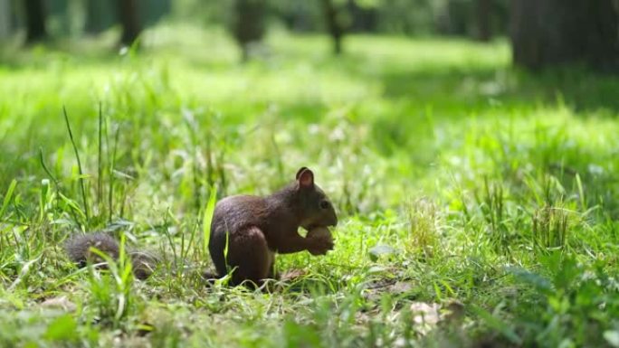 一只松鼠正坐在绿草丛中的森林里，试图打开一个核桃壳。
