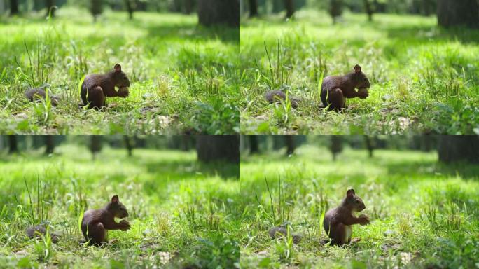 一只松鼠正坐在绿草丛中的森林里，试图打开一个核桃壳。