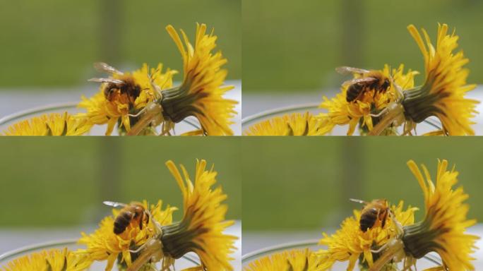 蒲公英上的蜜蜂觅食