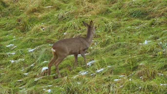 雪草地上可爱的有趣的小鹿。Ro鹿，Capreolus，母鹿在草地上觅食和环顾四周。野生动物ro鹿，橙