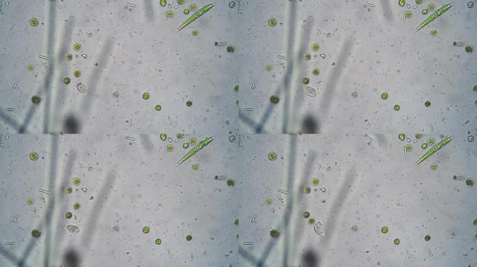 微小原始生命的多样性在显微镜下拍摄的水滴中移动和爬行