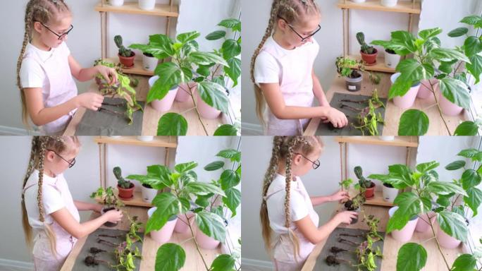 一个十几岁的女孩正在准备一朵彩花来移植。室内植物护理。