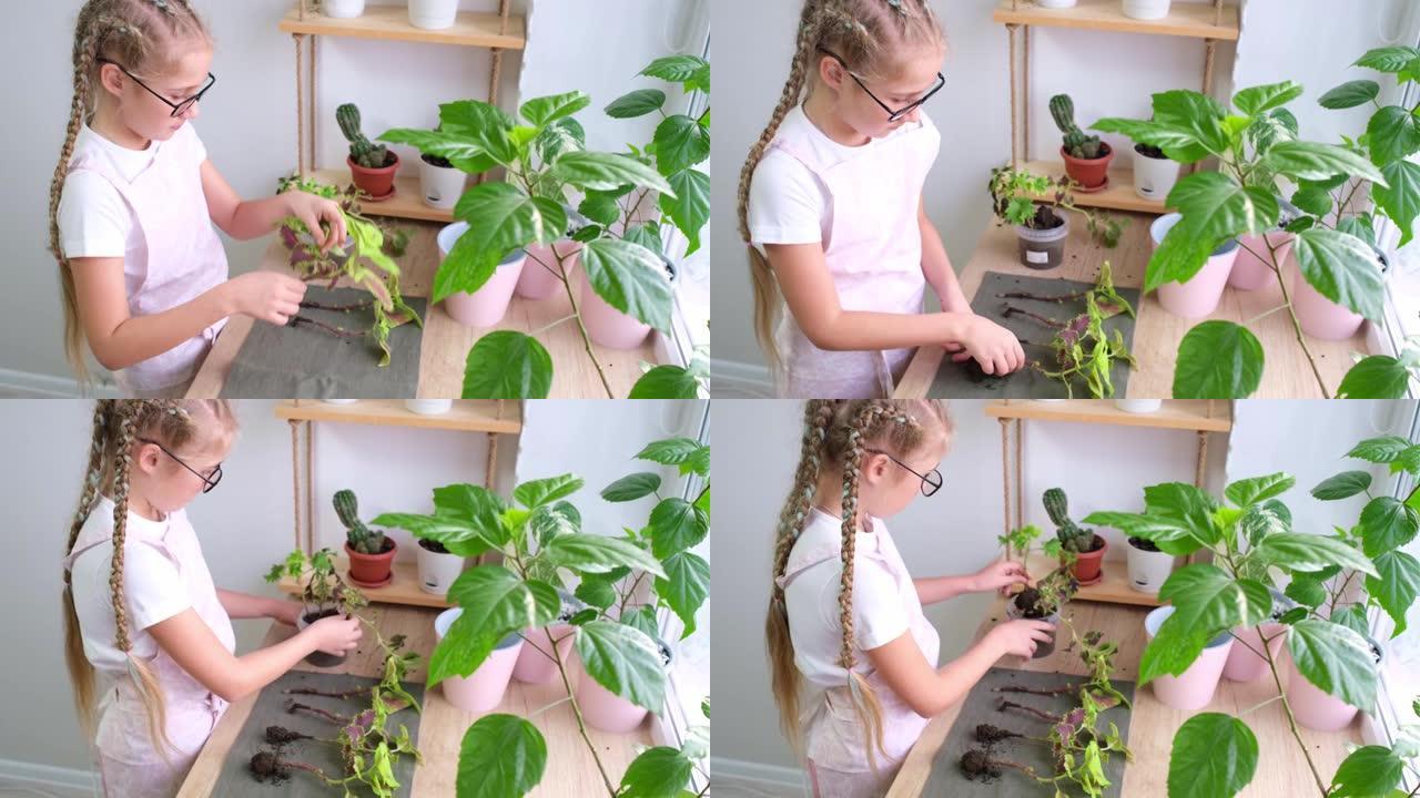 一个十几岁的女孩正在准备一朵彩花来移植。室内植物护理。
