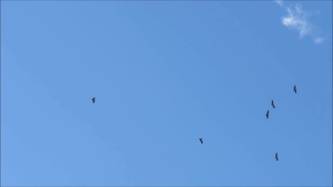迁徙的鸟群在晴朗的蓝天下