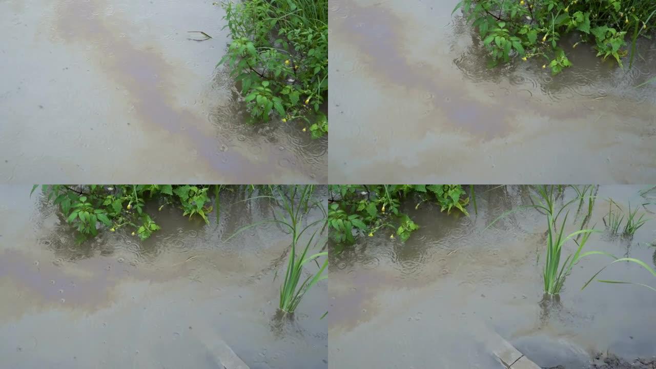 阴天下雨时，浮油漂浮在绿色植物附近的河面上。顶视图。全景。环境污染的概念。4K。