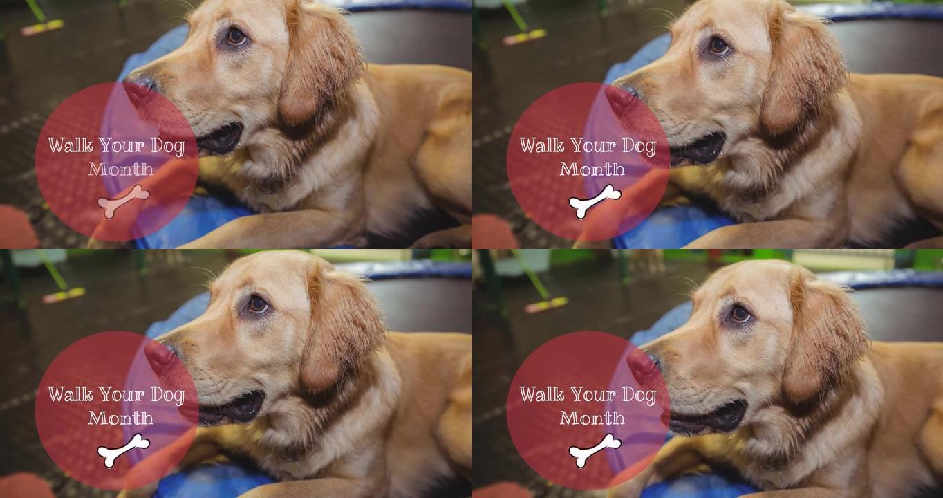 walk狗的动画月文字与骨头，金毛猎犬宠物狗抬头