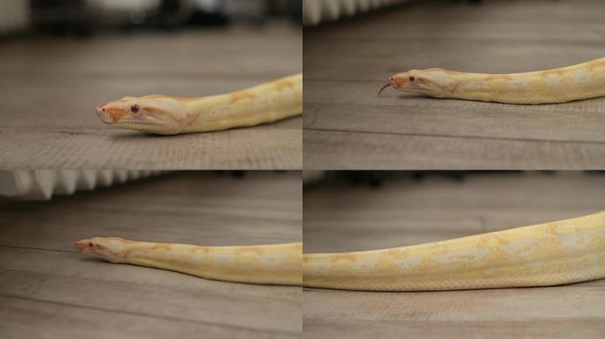 一条蟒蛇在公寓的地板上爬行的特写镜头