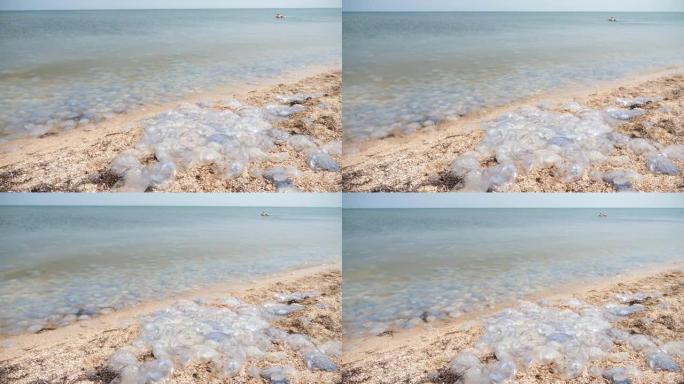 晴天覆盖黑海卵石海岸的肮脏和死亡的果冻鱼